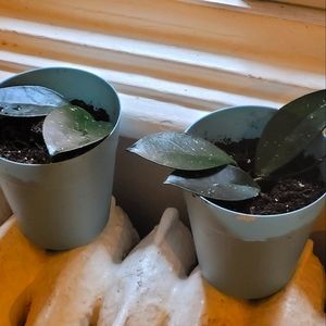 Hoya Carnosa Rooted Plant with Pot